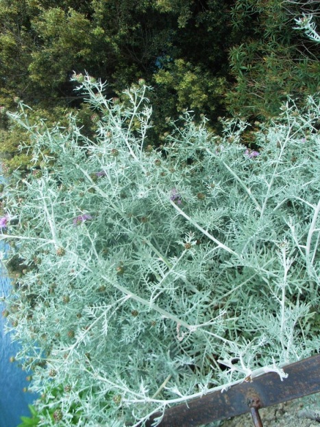 Centaurea cineraria
